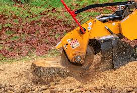 Reliable Locust Valley, NY Tree Removal Services Solutions