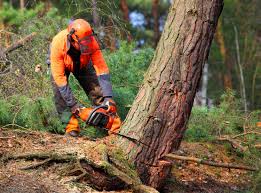 Best Tree Disease Treatment  in Locust Valley, NY