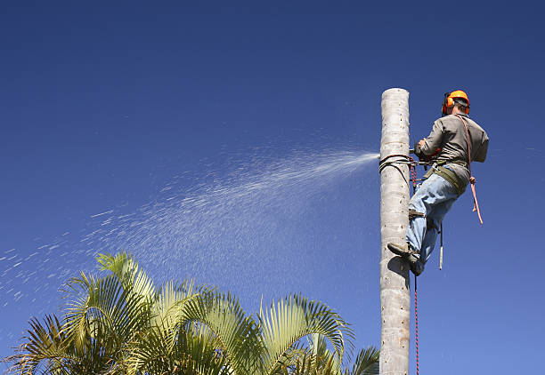 Best Residential Tree Removal  in Locust Valley, NY