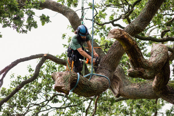 Best Tree Health Inspection  in Locust Valley, NY