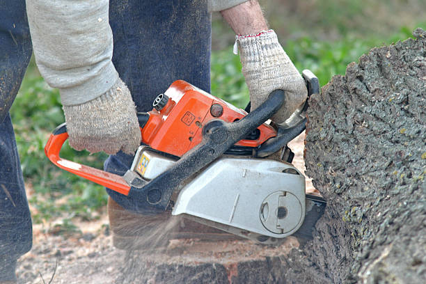 Best Hedge Trimming  in Locust Valley, NY