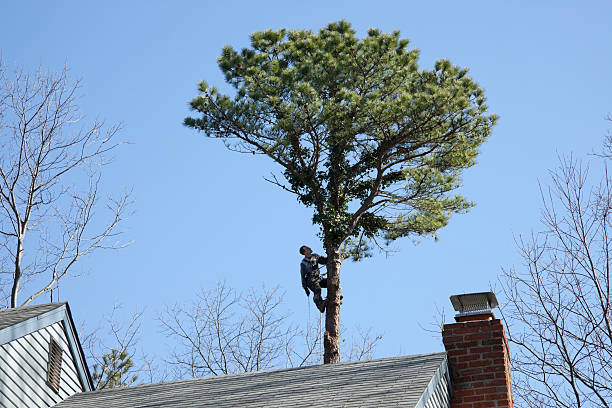 Best Hazardous Tree Removal  in Locust Valley, NY