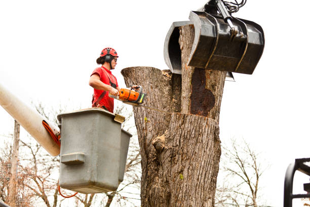 How Our Tree Care Process Works  in  Locust Valley, NY